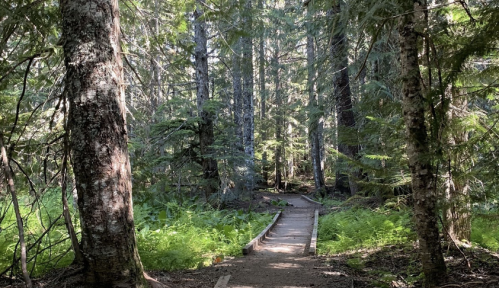 A serene forest path winding through tall trees and lush greenery, inviting exploration and tranquility.