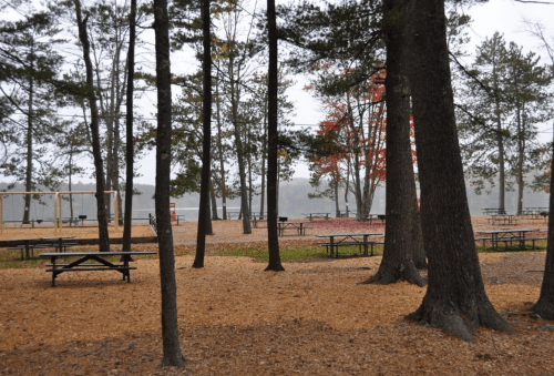 A serene park scene with picnic tables surrounded by tall trees and fallen leaves, set near a calm lake.
