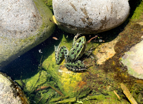 A green frog with black spots resting on mossy rocks in shallow water.