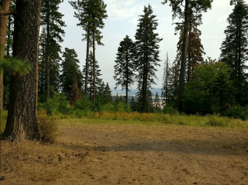 A serene forest scene with tall pine trees and a view of distant hills under a cloudy sky.
