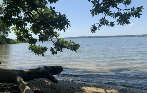 A serene lakeside view with trees framing the water and a sandy shore under a clear blue sky.