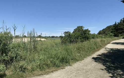 A sunny landscape featuring a dirt path, tall grasses, and trees beside a grassy field under a clear blue sky.