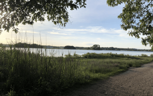 A serene lakeside view with tall grasses and trees, under a clear sky, along a dirt path.