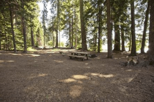 A serene forest scene with tall trees and a picnic table on a dirt ground, dappled sunlight filtering through the leaves.