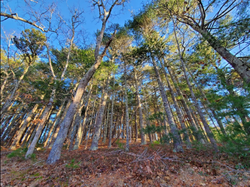 A view of tall trees reaching towards a clear blue sky, with fallen leaves on the forest floor.