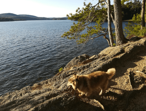 A dog stands on rocky shore by a calm lake, surrounded by trees and mountains in the background.