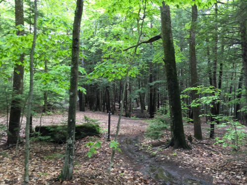 A serene forest scene with lush green trees, a winding path, and scattered leaves on the ground.