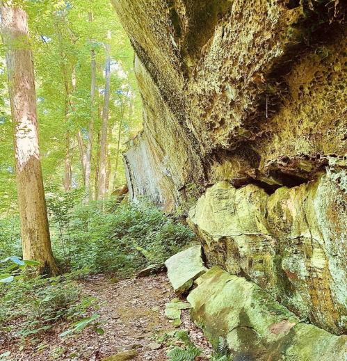 A rocky cliffside surrounded by lush green trees and foliage in a serene forest setting.