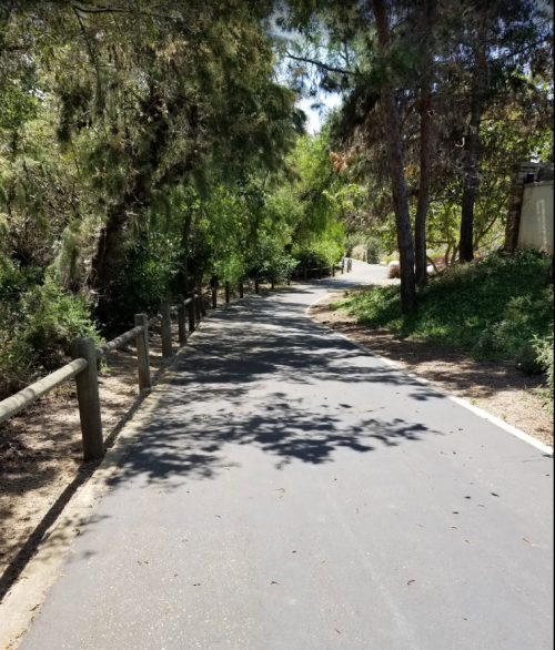 A paved path winding through a lush, green park with trees lining both sides. Sunlight filters through the leaves.