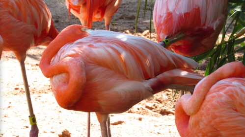 A group of pink flamingos resting, with one tucked its head under its wing, surrounded by others.