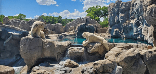 Two polar bears sit on rocky terrain near a clear blue pool, surrounded by trees and a bright sky with fluffy clouds.