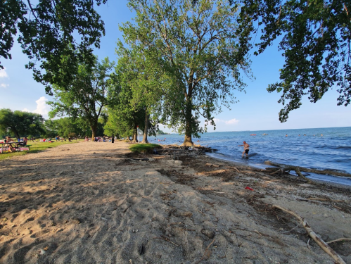 A sandy beach with trees, people swimming in the water, and a clear blue sky.