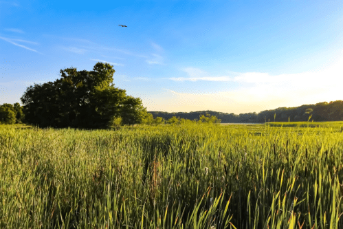 A serene landscape featuring tall grass, trees, and a clear blue sky with a bird flying overhead.