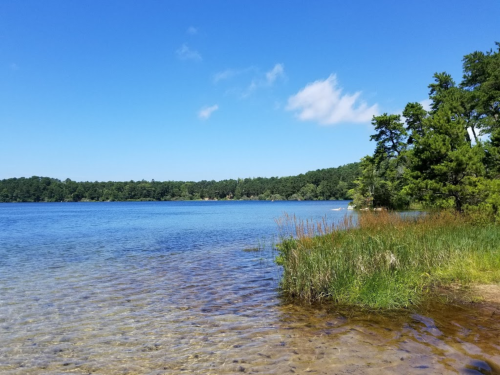 A serene lake scene with clear water, grassy shore, and trees under a bright blue sky.