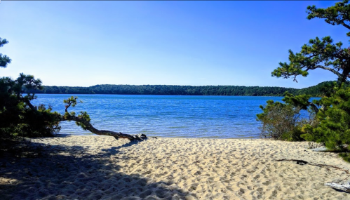 A serene beach scene with sandy shore, calm blue water, and green trees under a clear blue sky.