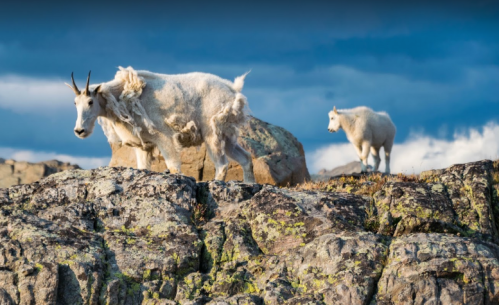 Two mountain goats on rocky terrain, with a dramatic sky in the background. One goat is in the foreground.