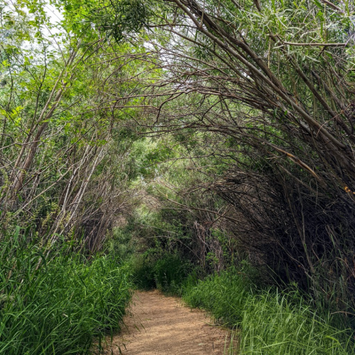 A narrow dirt path winds through dense greenery and overhanging branches, creating a natural tunnel effect.