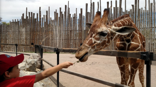 A child in a red shirt feeds a giraffe at a zoo, with a wooden fence and trees in the background.