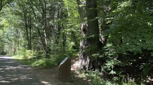 A wooded path with lush green trees and a signpost beside the road, inviting exploration of the natural area.