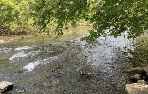 A serene river flows through a lush green landscape, with gentle ripples and rocks along the bank.