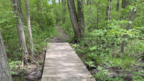A wooden path through a lush green forest, surrounded by trees and dense foliage.