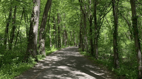 A serene path through a lush green forest, with tall trees lining both sides and two people walking in the distance.