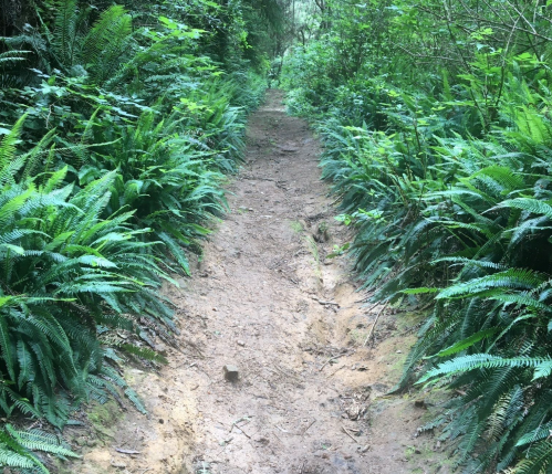 A narrow dirt path surrounded by lush green ferns in a forested area.