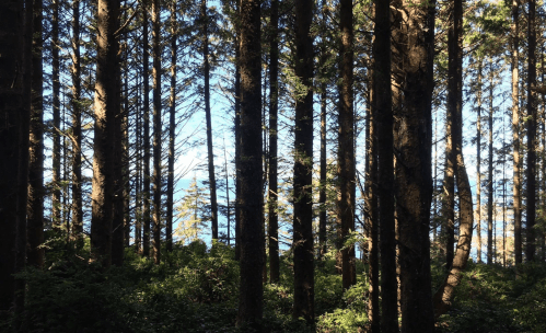 A dense forest of tall trees with sunlight filtering through, revealing a glimpse of blue sky and ocean in the background.