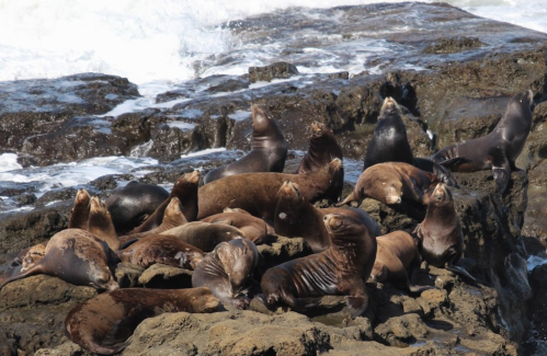 A group of sea lions lounging on rocky shore, with waves crashing in the background.