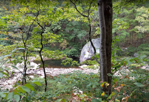 A serene forest scene with lush green trees, a rocky riverbank, and a calm water body in the background.