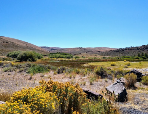 A scenic landscape featuring rolling hills, green vegetation, and yellow wildflowers under a clear blue sky.
