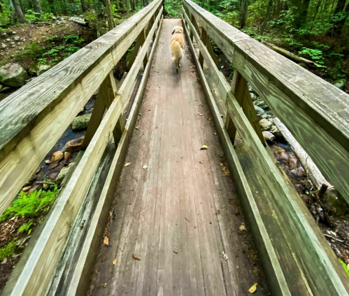 A dog walks along a wooden bridge in a lush, green forest.