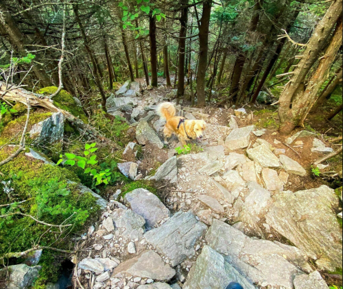 A dog walks along a rocky trail in a dense forest, surrounded by trees and greenery.