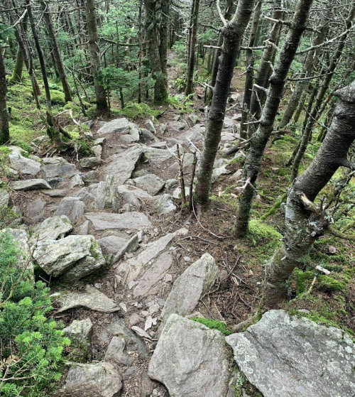 Rocky trail winding through a dense forest of trees and moss-covered ground.