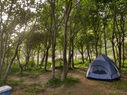 Two tents nestled among trees in a lush, green campsite, with sunlight filtering through the leaves.