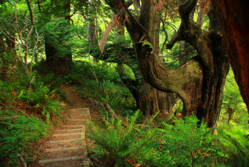 A winding dirt path through a lush green forest, flanked by tall trees and ferns.
