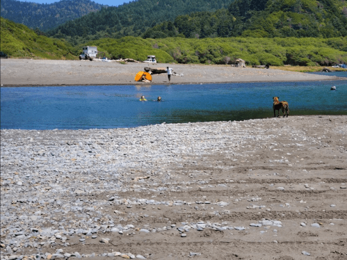 A sandy beach with a river, people swimming, a dog on the shore, and green hills in the background.