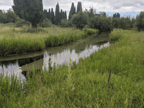 A serene landscape featuring a calm, green river surrounded by tall grass and trees under a cloudy sky.