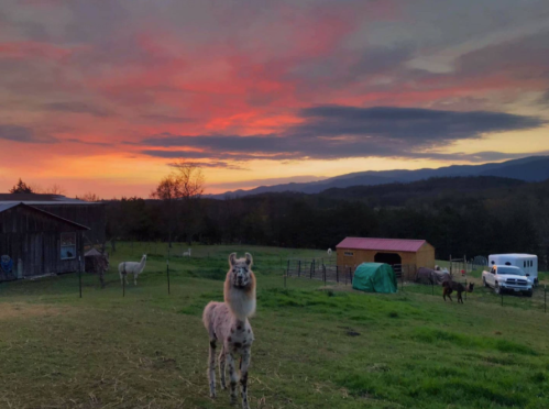 A serene farm scene at sunset, featuring llamas, a barn, and rolling hills in the background.