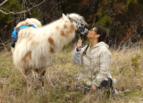 A person kneels in a field, playfully interacting with a fluffy llama on a leash.