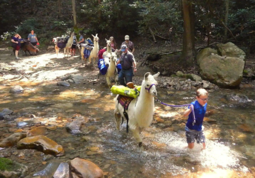 A group of people and llamas walking through a shallow stream in a forested area.