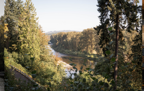 A serene river flows through a lush forest, surrounded by tall trees and greenery under a clear sky.