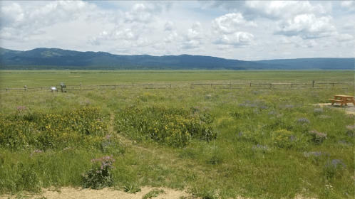 A wide grassy field with wildflowers, mountains in the background, and a cloudy sky. A picnic table is visible in the foreground.