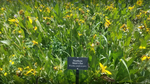 A field of vibrant yellow Northern Mules Ear flowers with a sign identifying the plant species.