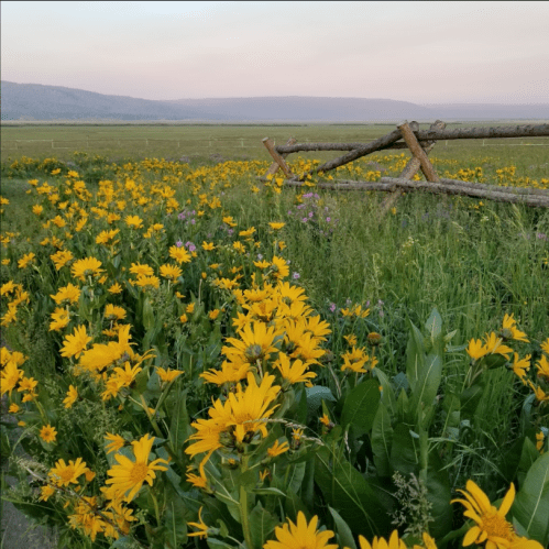 A field of vibrant yellow wildflowers with a rustic wooden fence and a distant mountain landscape under a soft sky.