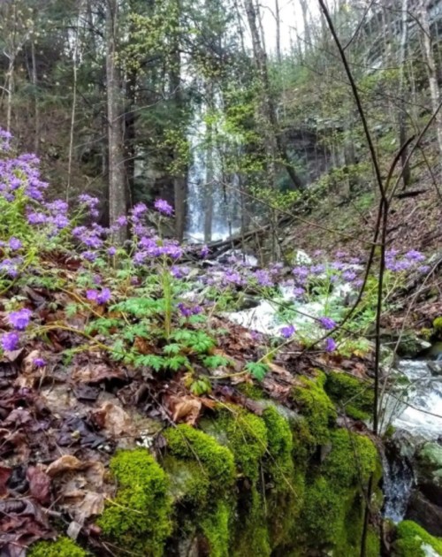 A serene forest scene with purple flowers and mossy rocks, featuring a waterfall in the background.