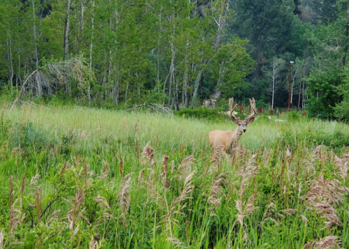 A deer with antlers stands in a lush green field surrounded by tall grass and trees.