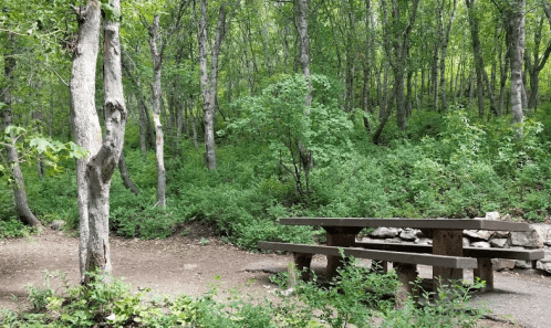 A wooden picnic table surrounded by lush greenery and trees in a serene forest setting.