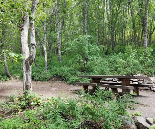 A wooden picnic table surrounded by lush greenery in a serene forest setting.