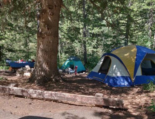 A campsite with two tents under a large tree, surrounded by greenery and a picnic table in the background.